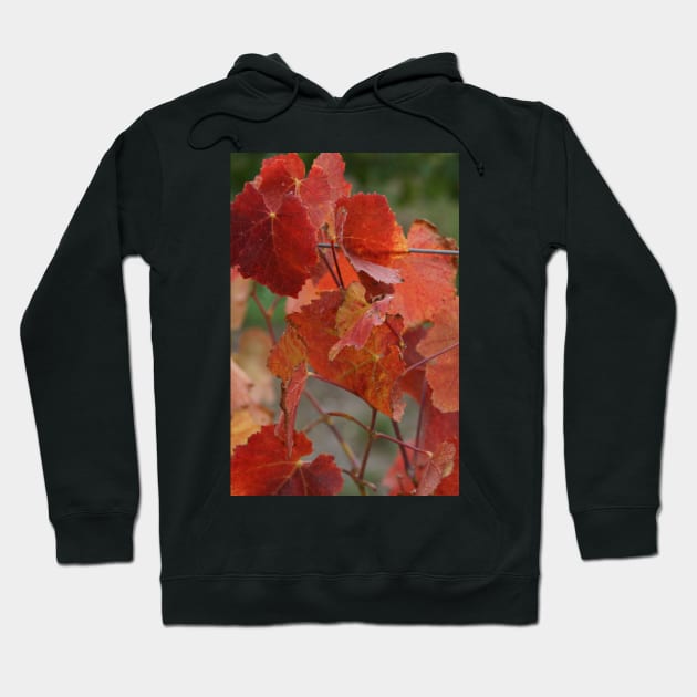 Autumnal Vine Leaves by Avril Thomas Hoodie by MagpieSprings